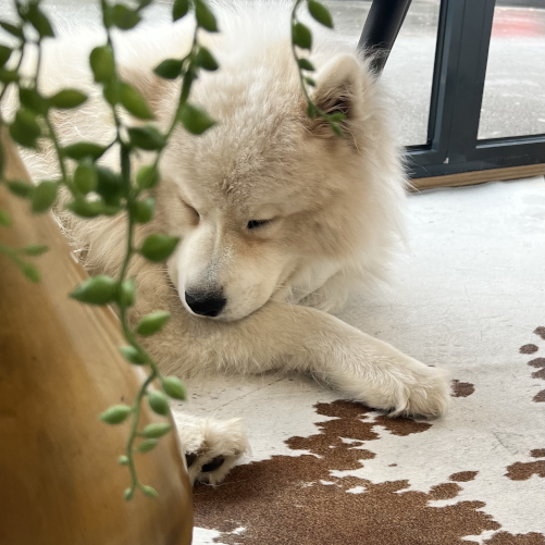 Scott, la mascotte tranquille du salon